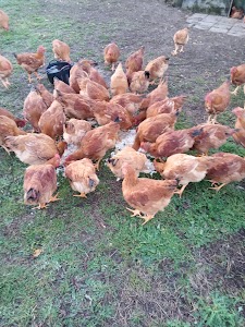 Carrocerías Casas Novas, S.L.